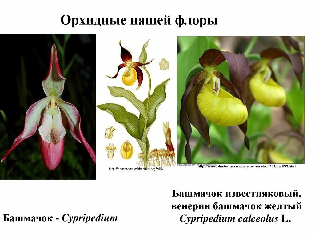 Формула цветка архидея. Однодольное растение орхидея. Отдел цветковые семейство лилейные. Семейство орхидные формула цветка. Семейство орхидные таблица.