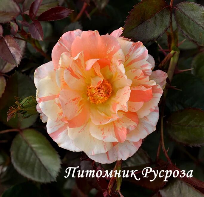 Rosen Sophia Renaissance - katalog sorten, samen. Rosen Sophia Renaissance - pfl