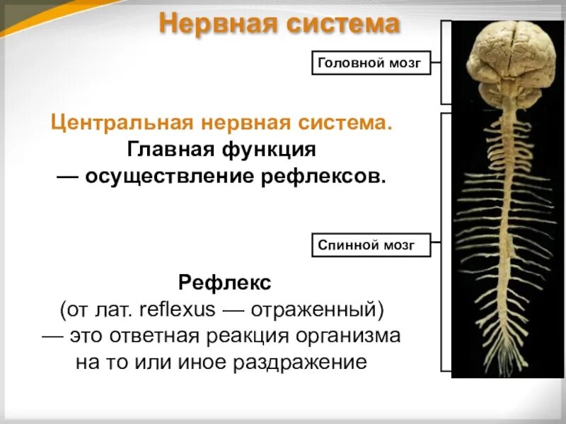 Функции головного мозга в нервной системе. Структура ЦНС головной мозг. Строение головного мозга анатомия ЦНС. Строение и функции отделов центральной нервной системы спинной мозг. Нервная система человека схема спинной мозг.