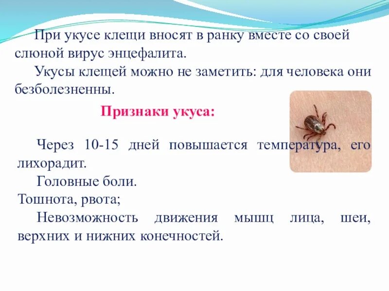 Укус клеща анализы. Симптомы при укусе клеща у человека. Какие признаки при укусе клеща?. Симптомы при укусе клеща.