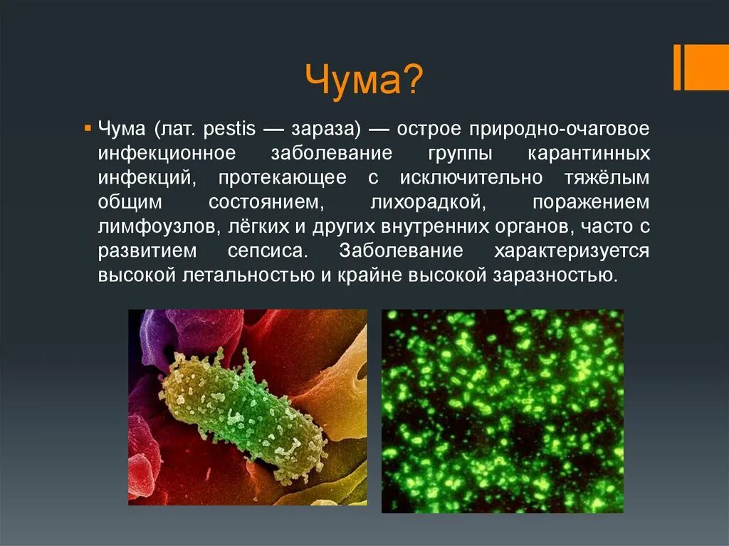 Бактерии и вирусы 5 класс биология презентация. Чума это вирусное заболевание.