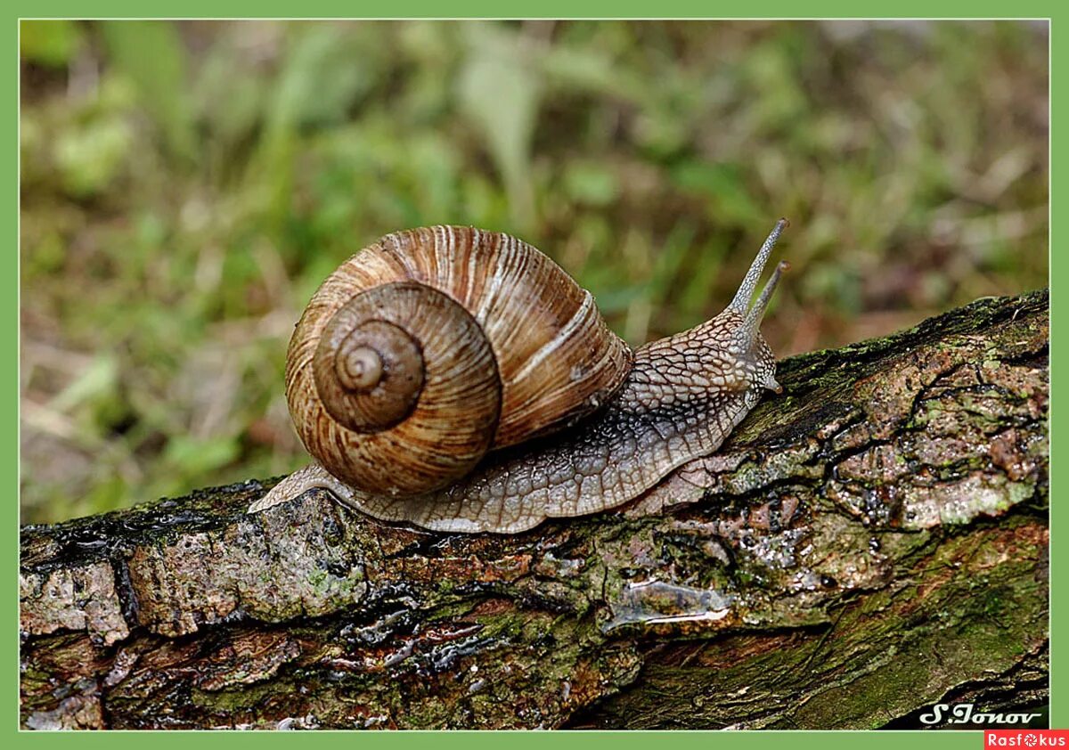 Улитка Helix pomatia. Виноградная улитка. Виноградная улитка ареал. Виноградная улитка хордовая. Улитка род