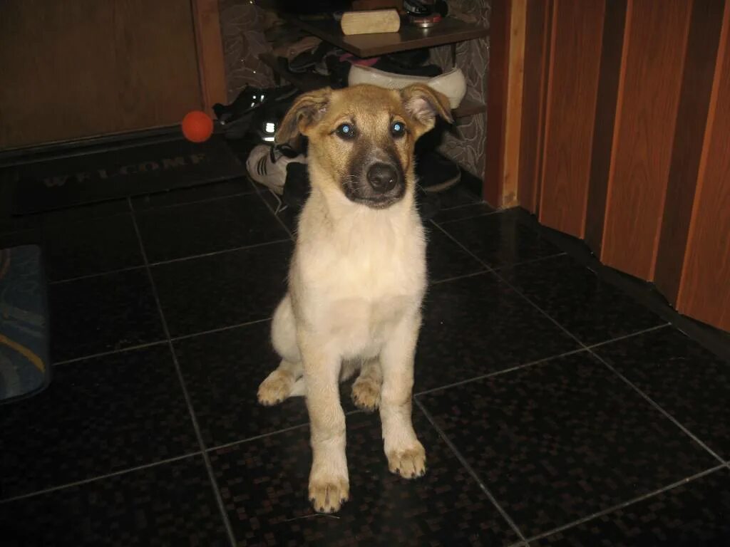 сайт потеряшек собак. животные потеряшки москва. объявление пропала хаски. животные потеряшки москва. потеряшки москва кошки и собаки.