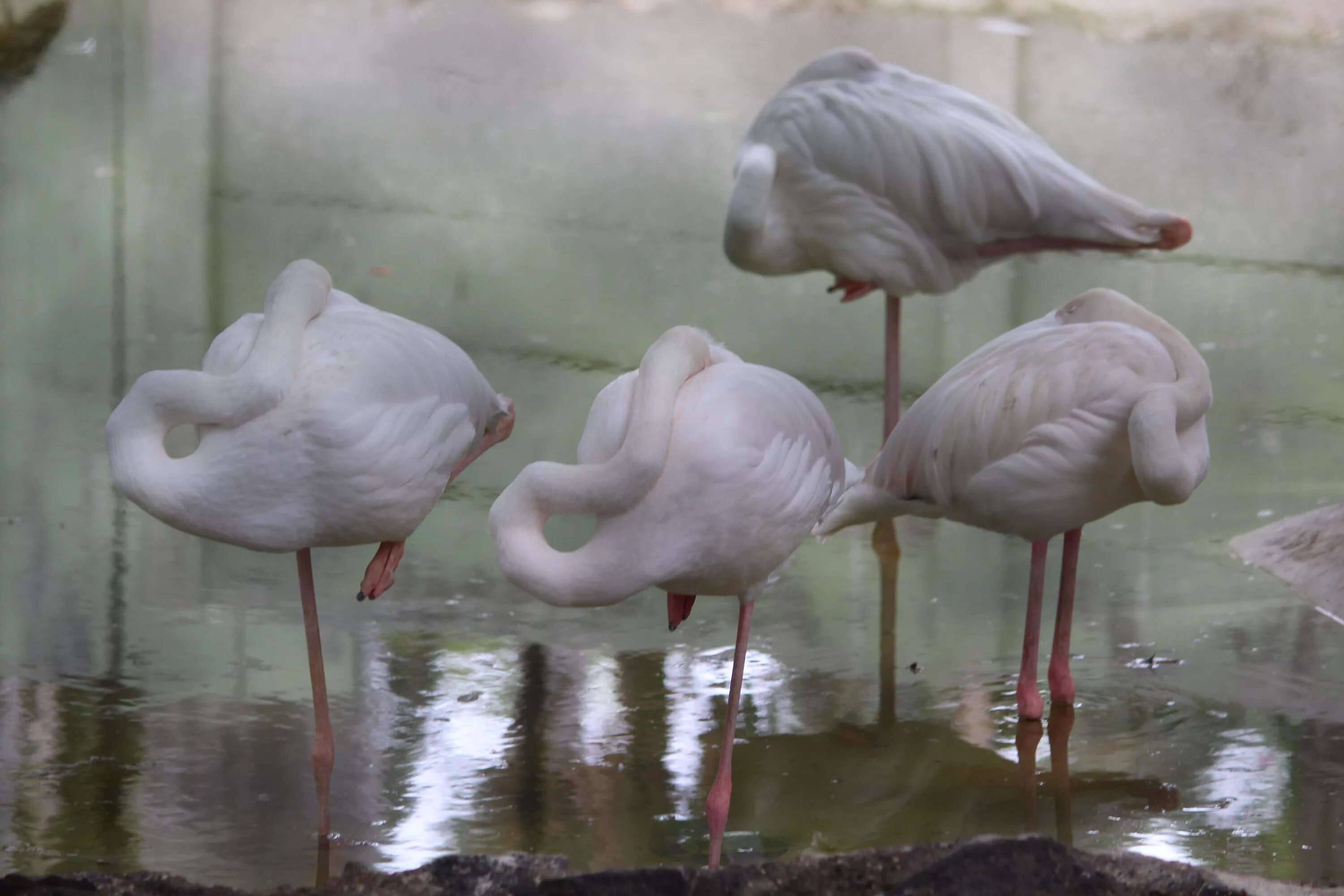 Zyzzyx chilensis. Фламинго игрушка большая. Flamingo balance on one leg. Камарг франция. Салфетки фламинго.