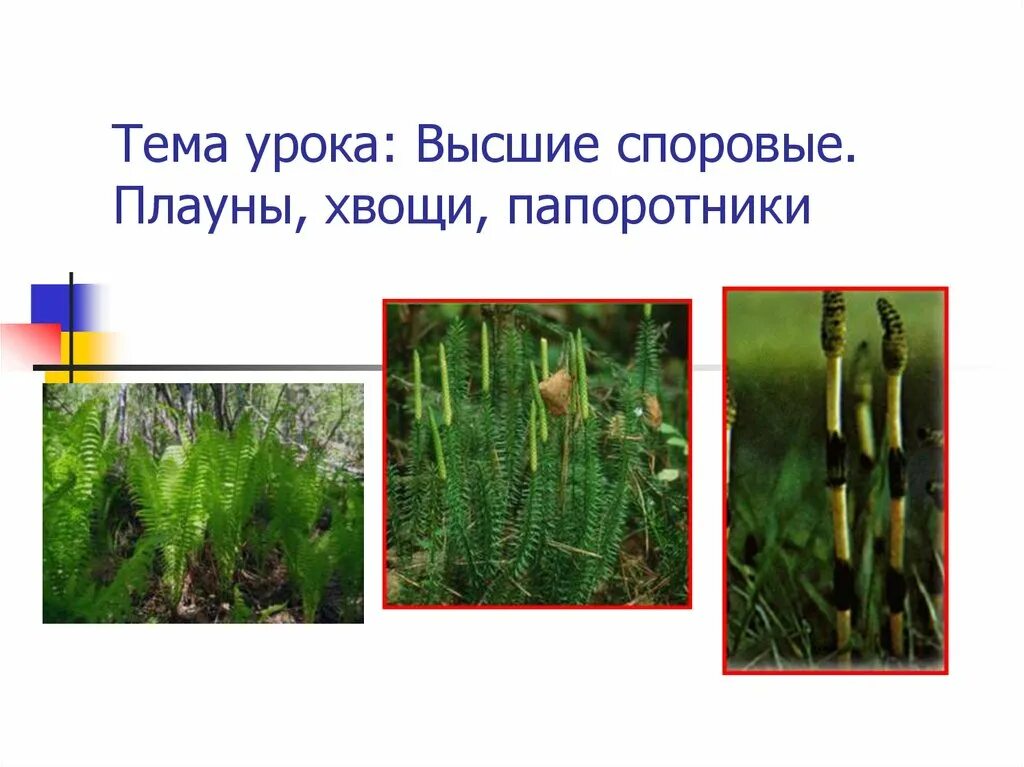 Признаки папоротников хвощей плаунов. Плауны хвощи папоротники. Споровые растения мхи плауны хвощи папоротники. Папоротники хвощи и плауны высшие споровые. Плаун папоротник и плауны хвощи.