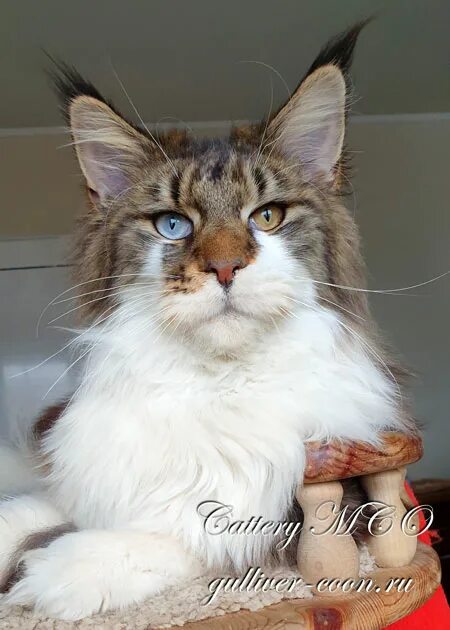 куна страна. куна страна. котята породы мейн кун. шестипалый мейн кун. кот мейн кун.