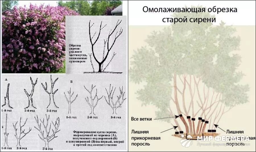 Обрезка форзиции весной. Формировка куста сирени. Сирень Мейера ветки. Формировка венгерской сирени. Формирование куста сирени схема.