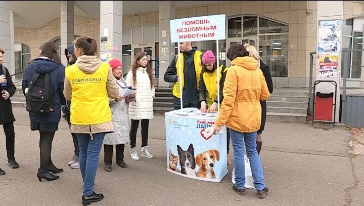 Волонтер помощи бездомным животным. Волонтерство в приюте для животных. Волонтер помощи бездомным животным. Волонтерство в приюте для животных. Волонтеры с собаками.