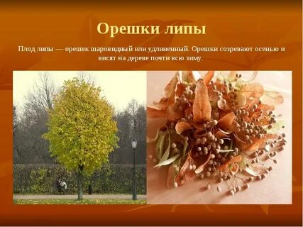 Осень в жизни растений биология