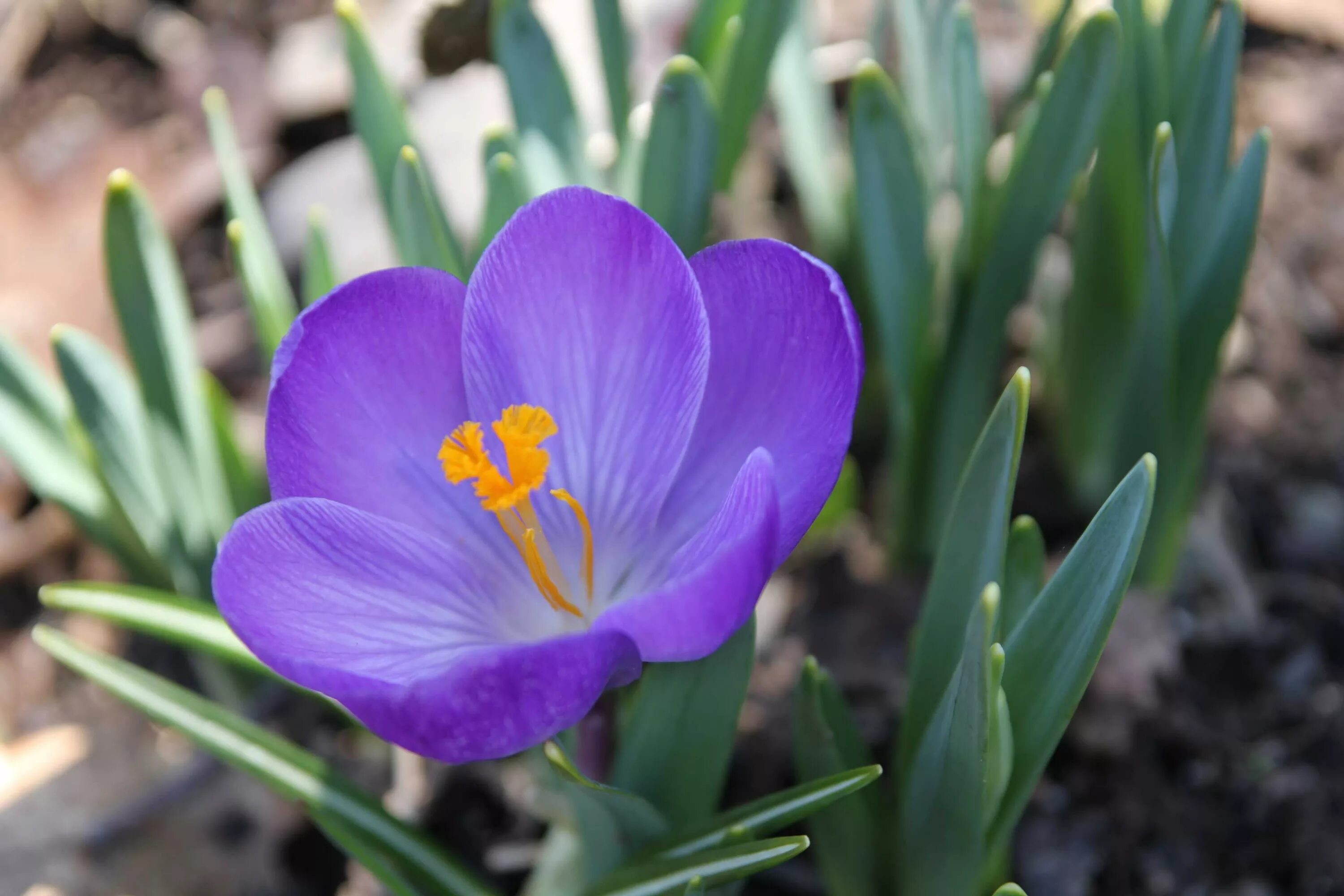 Крокус Шафран цветок. Крокус Шафран посевной. Рокус (Шафран) посевной (Crocus sativus). Шафран узколистный. Какого цвета цветок крокус