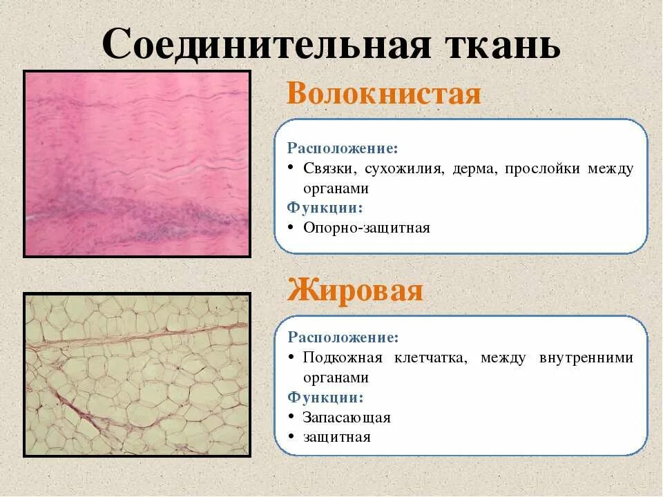 Промежутки между органами заполнены какой тканью. Строение ресничных плоских червей. Полость тела псевдоцель. Промежутки между органами заполнены какой тканью. Промежутки между органами заполнены соединительной тканью.