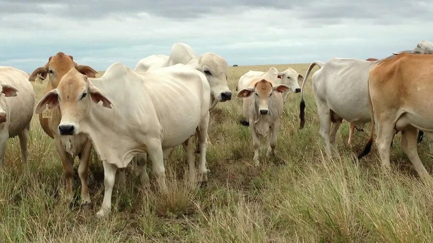 Many cattle