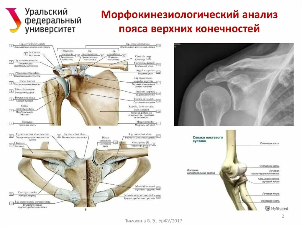 5 кость пояса верхних конечностей. Пояс верхних конечностей анатомия. Пояс верхних конечностей анатомия латинский. Кости пояса верхней конечности. Кости входящие в пояс верхних конечностей.