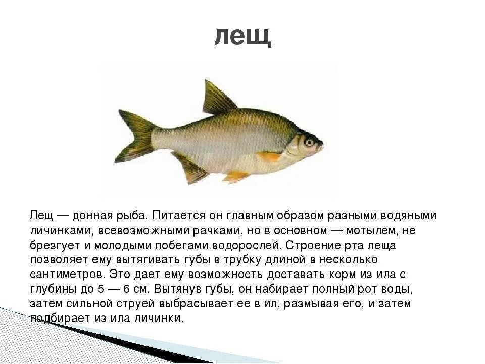 Лещ описание 3 класс. Лещ описание рыбы. Пресноводные рыбы описание. Пресноводные рыбы для детей с описанием.