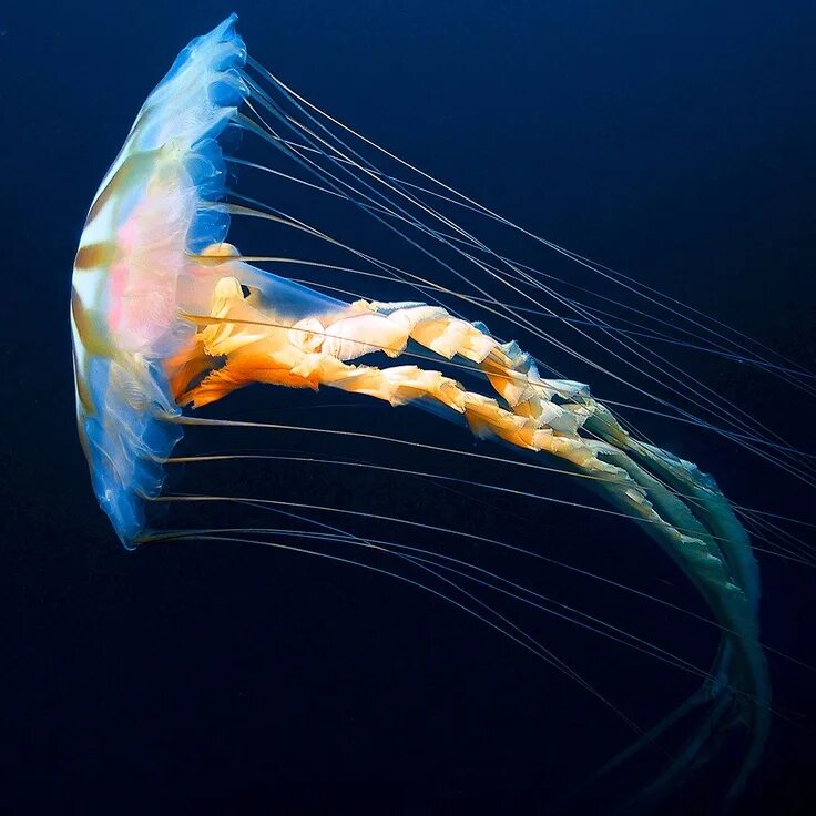 Медузы помогут. Медуза хризаора. Chrysaora Achlyos. Морская крапива (Chrysaora). Медуза Chrysaora Achlyos.