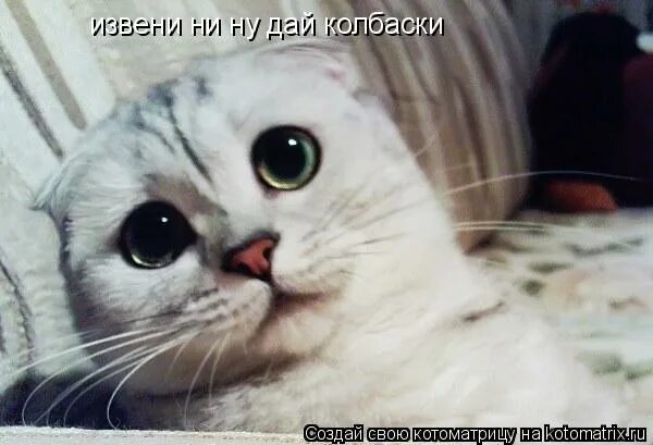ну дай колбаски. кошка колбаска мем. ну дай колбаски. ну дай колбаски. веселые картинки тебе сыкотно.