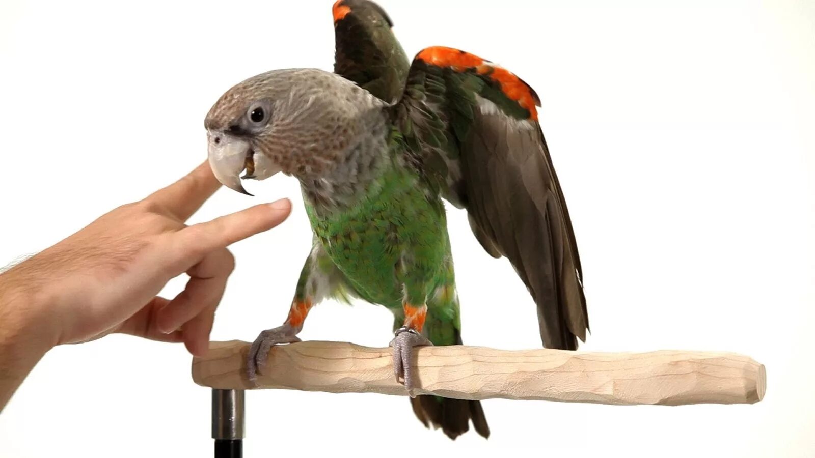 Parrot Training. Спикерфона Parrot. Умачка Parrot. Parrot guess. Curl parrot