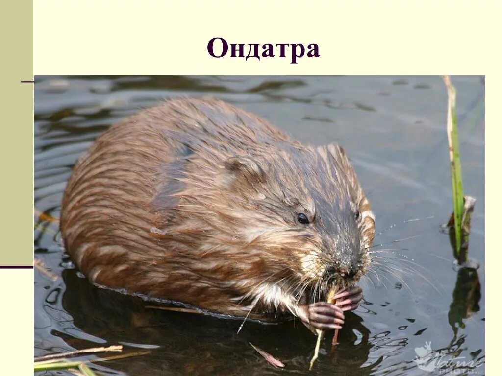 Ондатр слова. Ондатра. ондатра ондатра. ондатра байкальская. ондатра болотная.