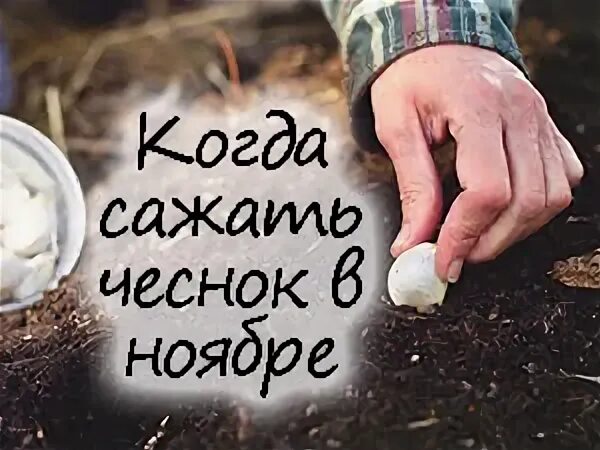 Когда сажать чеснок в ноябре 2023