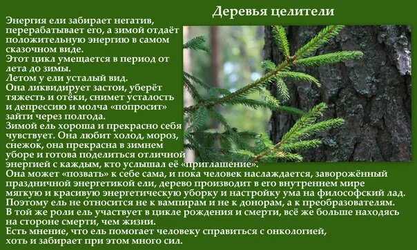 Целительная сила деревьев. Дерево рода. Деревья дают силу. Дерево энергии. Обнимает дерево.