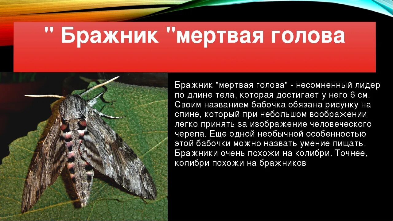 Колибри в геленджике - CollectPhoto.ru