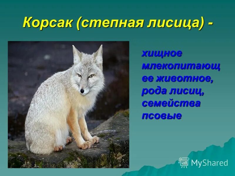 какие лисы в красной книге. какие лисы в красной книге. животные красной книги россии 3 класс. какие лисы в красной книге. лиса занесена в красную книгу.