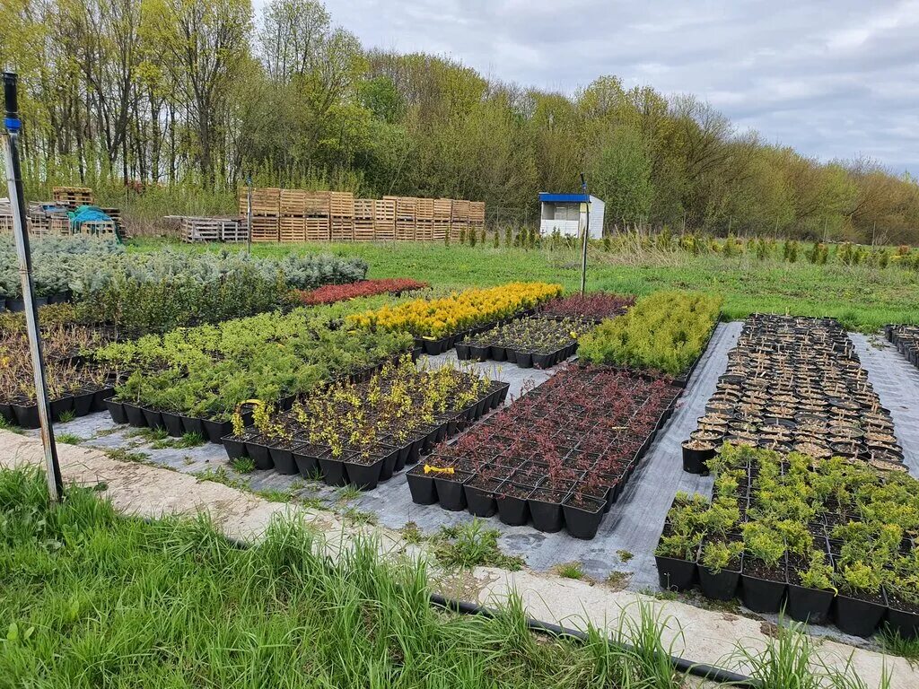 огород и хозяйство. грядки для зелени. огород 71 тула. рассада цветов. огород в деревне.