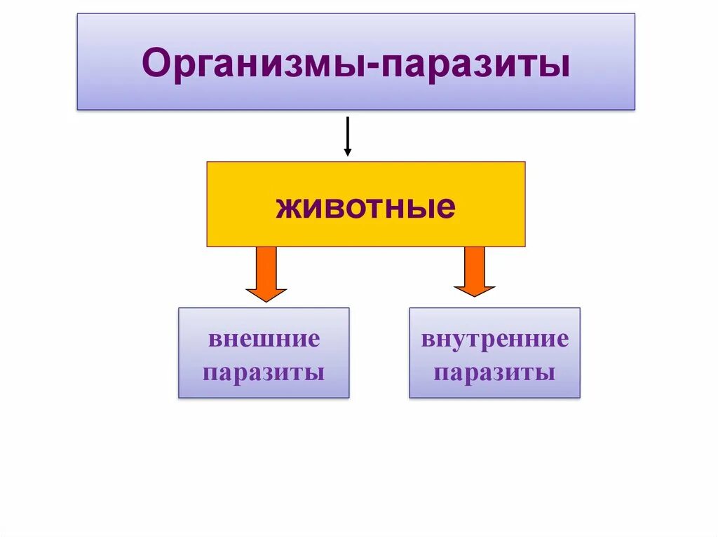 Чем наружные паразиты отличаются от. Наружные и внутренние паразиты. Паразитизм внешний и внутренний. Внешние и внутренние паразиты животных. Паразиты внутренние и внешние примеры.