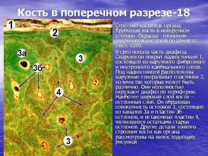 Пластинчатая костная ткань поперечный срез диафиза трубчатой кости. Пластинчатая костная ткань поперечный срез трубчатой кости. Берцовая кость в поперечном разрезе препарат гистология. Диафиз трубчатой кости поперечный срез препарат.