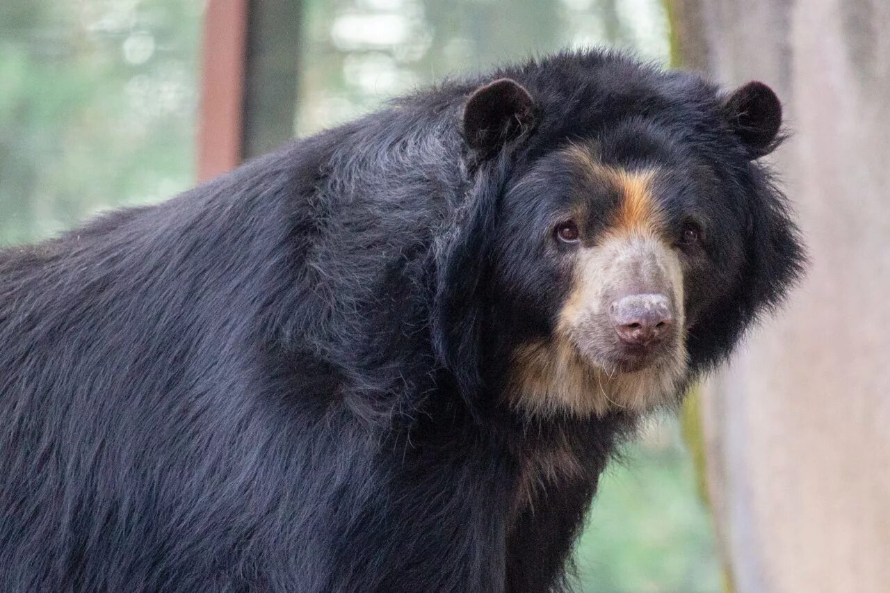 Медведь губач. Цейлонский медведь губач. Индийский губач. Медведь-губач Melursus Ursinus. Bear s eye