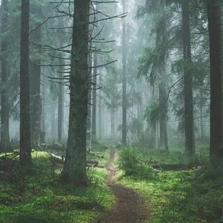В темном еловом лесу