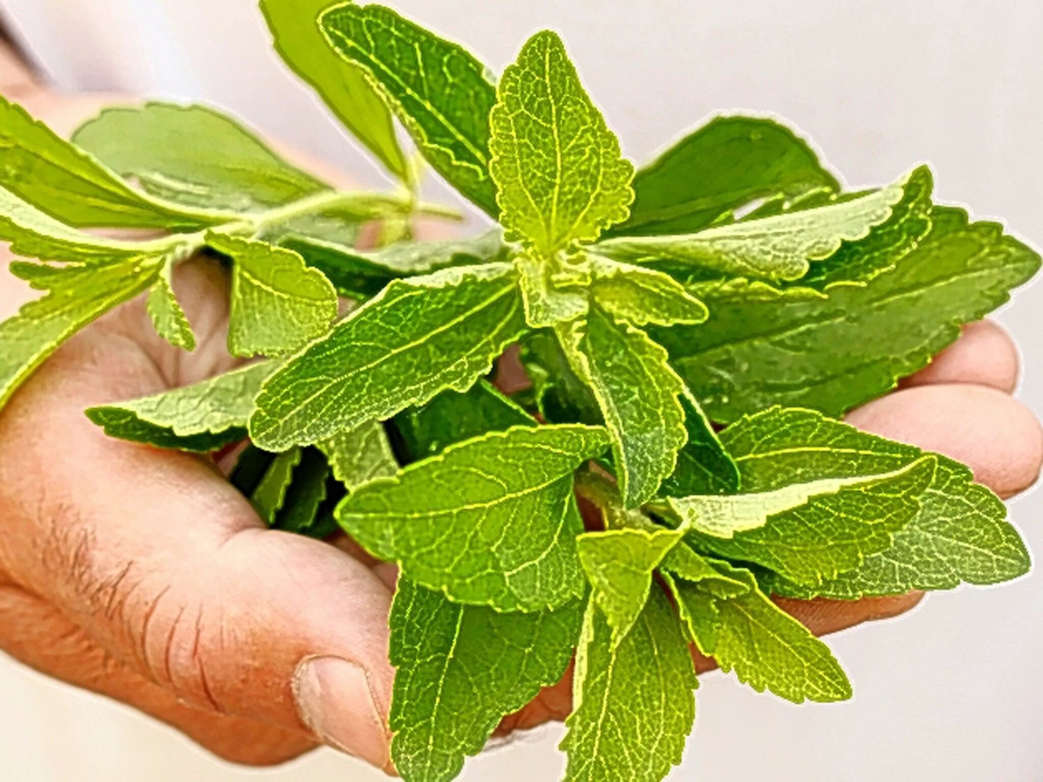 Stevia rebaudiana. Стевия растение. Стевия медовая трава. Стевия растение Чой.