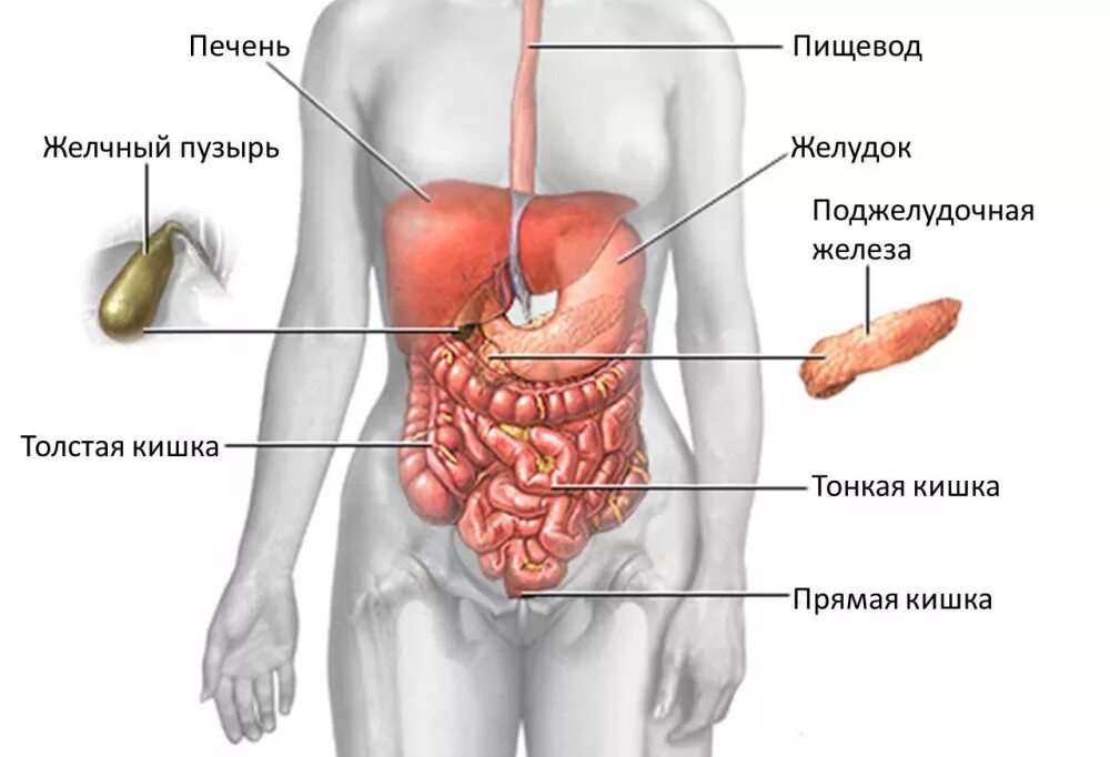 Боли в желудке и желчном. Органы человека желчный пузырь. Анатомия человека внутренние органы желчный пузырь. Брюшная полость печень и желчный пузырь. Внутренние органы человека схема расположения желчный пузырь.