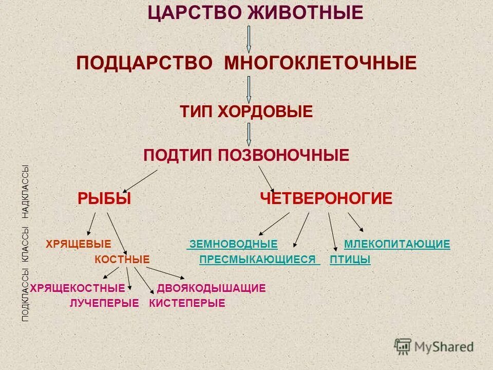 Группа первичноводных животных