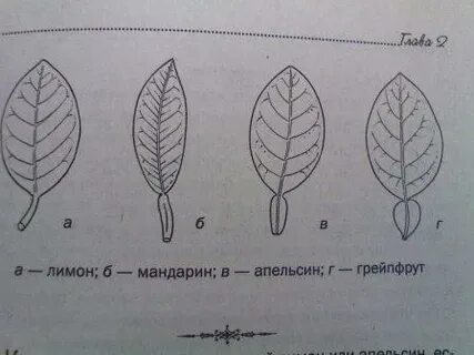 Можно заваривать листья мандарина