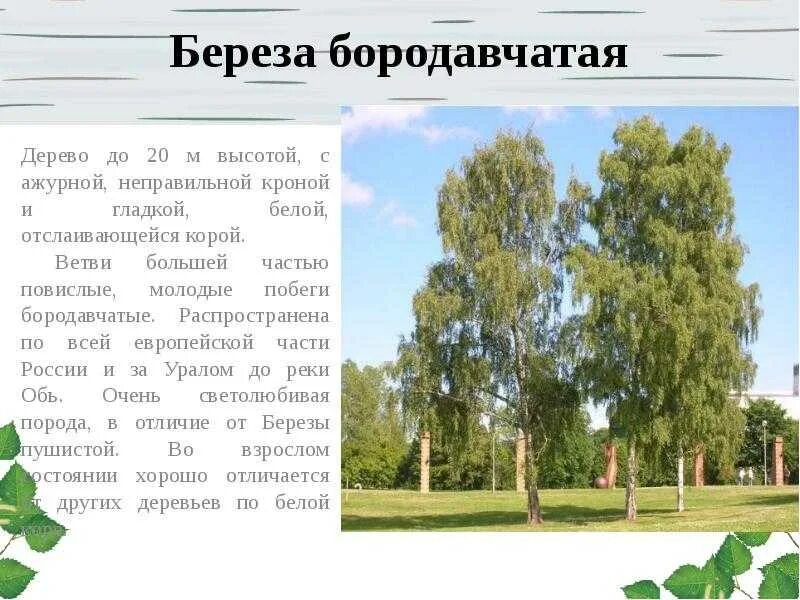 Береза повислая (бородавчатая). Береза бородавчатая (повислая, плакучая). Семейство березовые береза повислая. Береза белая повислая. Какие бывают березы