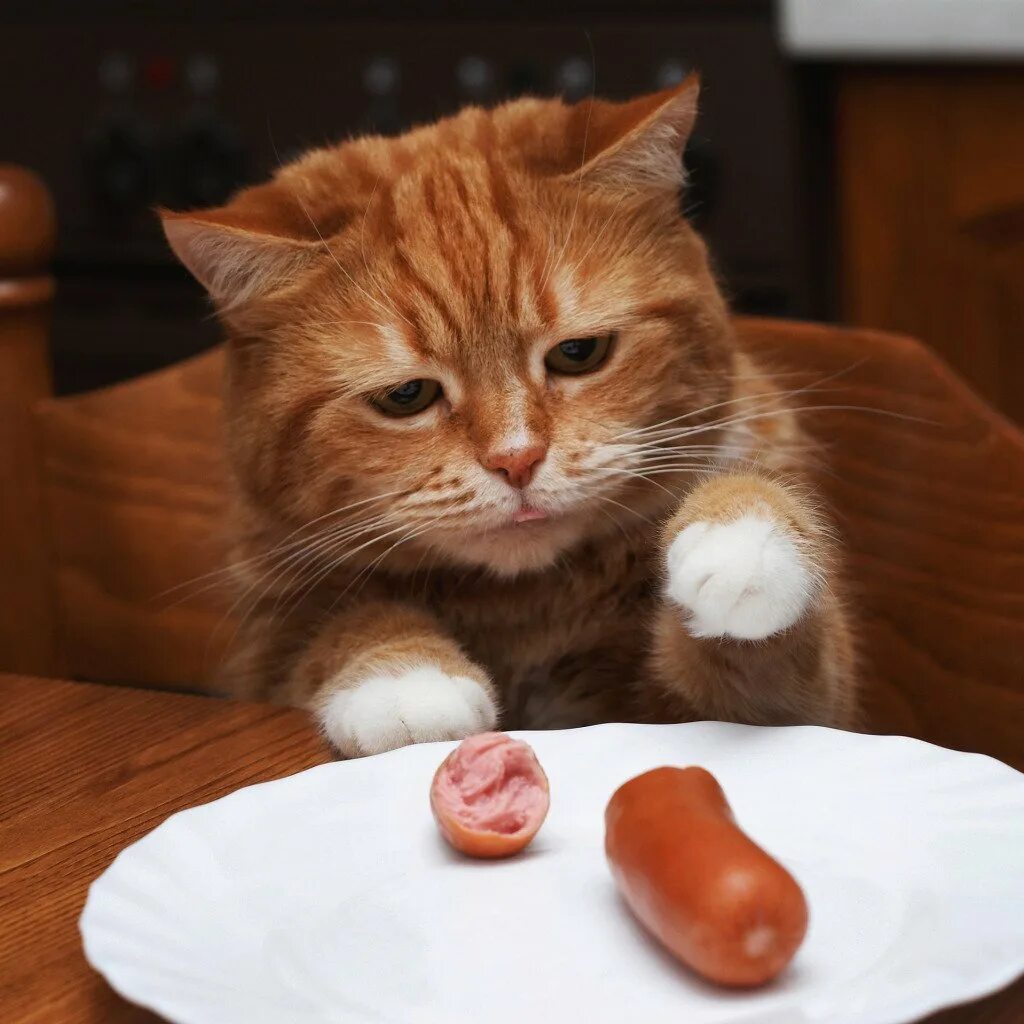 Тихо голодный. Рыжий кот кушает. Котенок кушает. Котик с едой. Еда для котят.