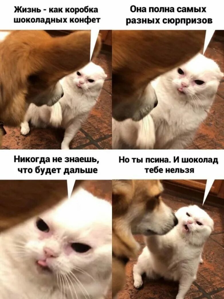 Мемы про котят. Мемы с котами. Смешные мемы с котами. Кот Мем. Смешные коты Мем.