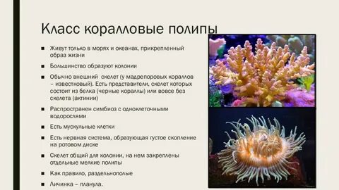 Коралловым полипам относятся
