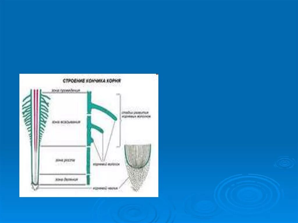 Выполняют функцию поглощения воды. Зоны корня 6 класс таблица. Какая зона корня обеспечивает поглощение воды растением. Какими зонами корень поглощает воду. Поглощение воды и Минеральных веществ какая зона корня.