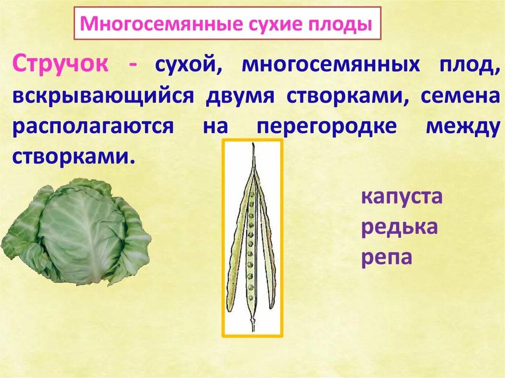 Стручочек. Сухой плод стручочек. Плод стручок и стручочек. Стручочек плод капусты. Стручок стручочек отличие.