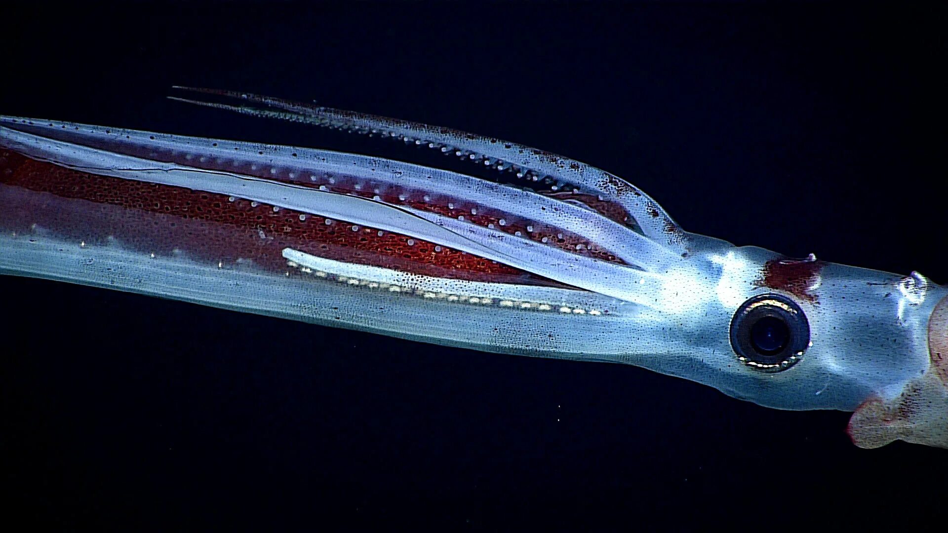 Squid через squid