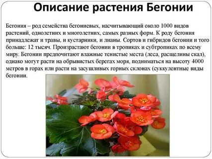 Бегония рассказ