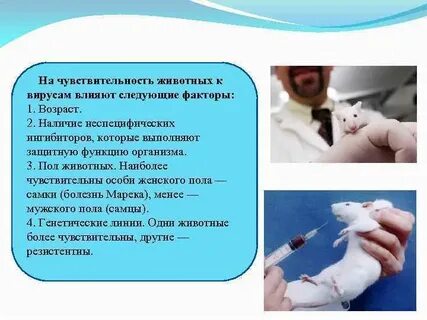 Пример исследования животного