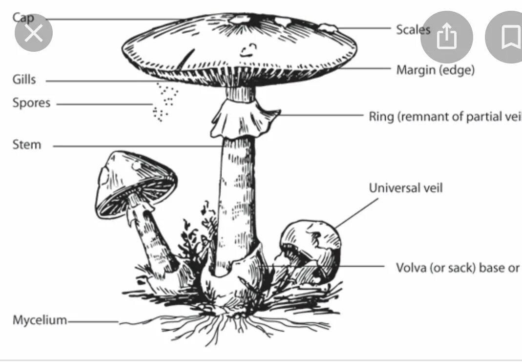 Внешнее строение гриба. Анатомия гриба. Внутреннее строение грибов. Строение гриба Лисичка. Mushroom глагол