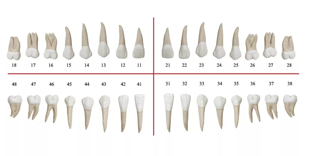 3 5 8 зуб. Стоматологическая нумерация зубов. Зубная формула верхней челюсти. Нумерация зубов у человека в стоматологии. Корни зубов нумерация зубов.