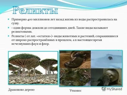 Реликтовые виды