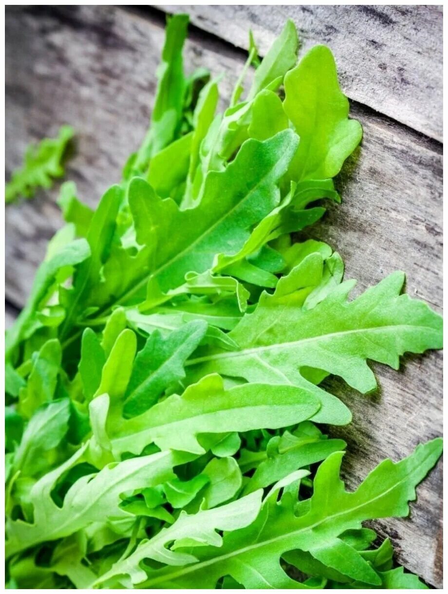 рукола колтивата. рукола дикая двурядник тонколистный. семена для огорода. сорт укропа для парника. сорта зелени.