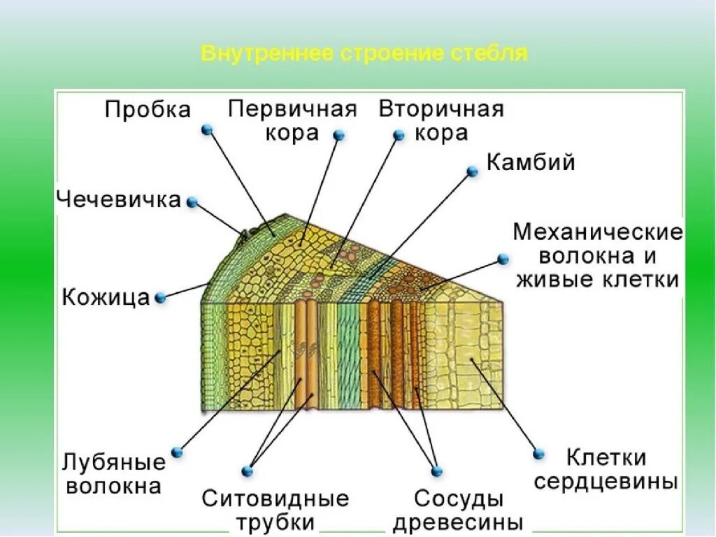 Какие функции выполняет ствол. Внутреннее строение стебля покрытосеменных растений. Внутреннее строение стебля дерева. Внутренне строение стебля дерева. Внутреннее строение стебля дерева 6 класс биология.