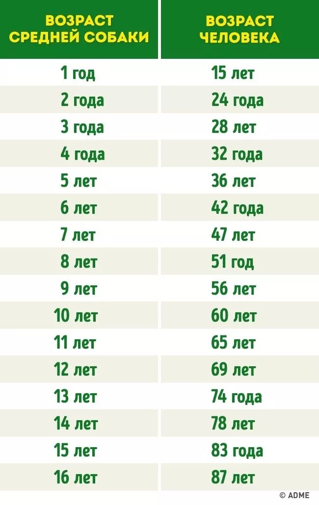 Как узнать год собаки. Года собаки по человеческим меркам таблица как посчитать Возраст. Как определить сколько лет собаке по человеческим меркам. Измерение возраста собак по человеческим меркам таблица. Возраст собаки и человека соотношение таблица.